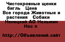 Чистокровные щенки бигль › Цена ­ 15 000 - Все города Животные и растения » Собаки   . Ненецкий АО,Нельмин Нос п.